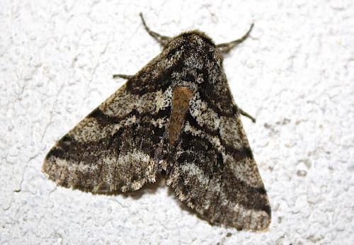 Réf. 245 111 : Lycia hirtaria